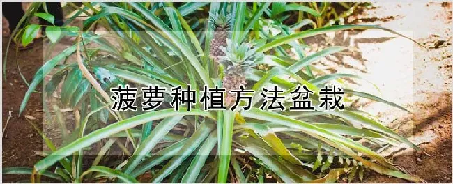 菠萝种植方法盆栽 | 农业科普