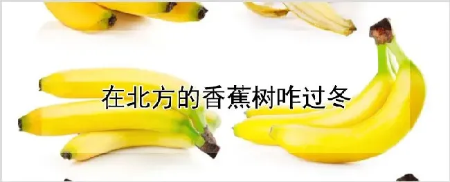 在北方的香蕉树咋过冬 | 种植技术