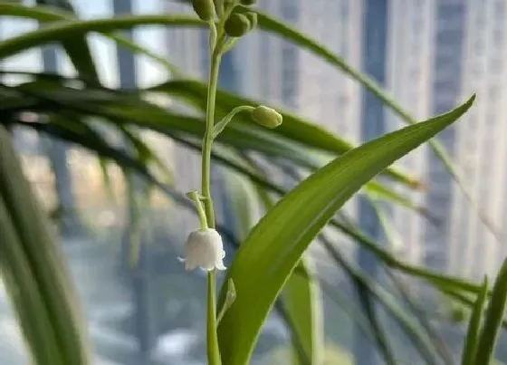 植物百科|铃兰冬天开花吗