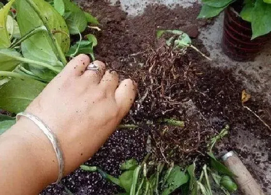 种植土壤|绿萝土可以种多肉吗
