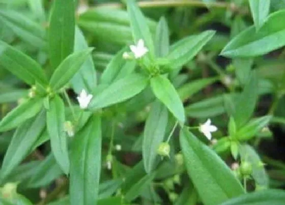 功效常识|花蛇舌草的功效与作用