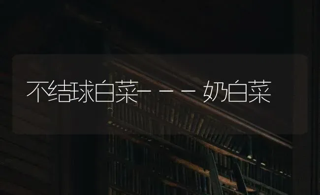 不结球白菜---奶白菜 | 蔬菜种植