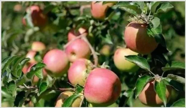 苹果常见的病害及防治指南 | 种植病虫害