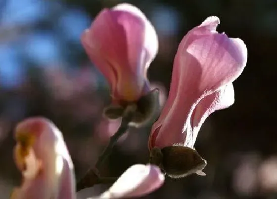 开花时间|二乔玉兰一年开几次花