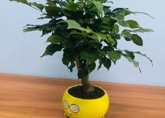 植物施肥|幸福树花肥制作与使用方法
