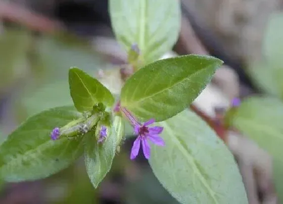 叶子干枯|细叶雪茄花叶子干枯原因及补救方法