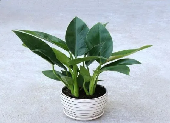 冬天植物|金钻抗冻吗