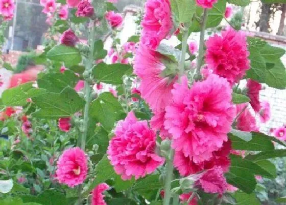 植物施肥|木槿花浇什么肥料合适