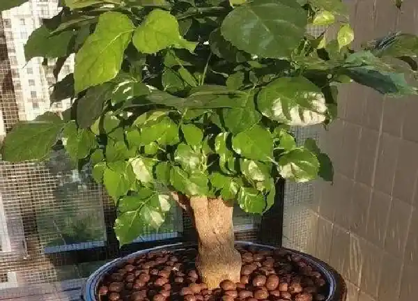 养殖方法|幸福树怎么养才茂盛