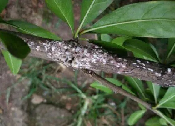 植物虫害|石榴树长虫子怎么办