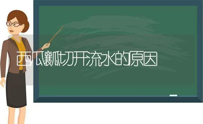 西瓜瓤切开流水的原因 | 瓜果种植