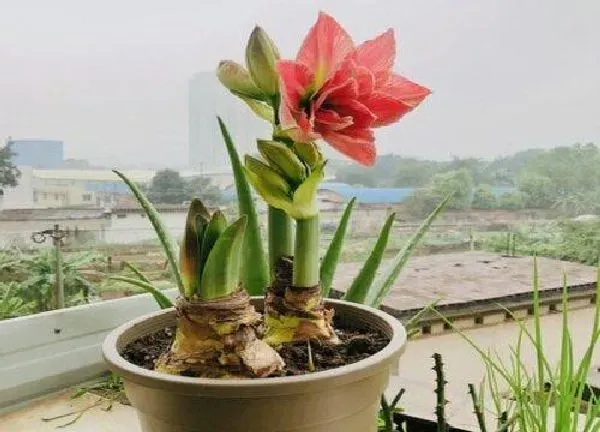 植物换土|朱顶红换土时间和方法