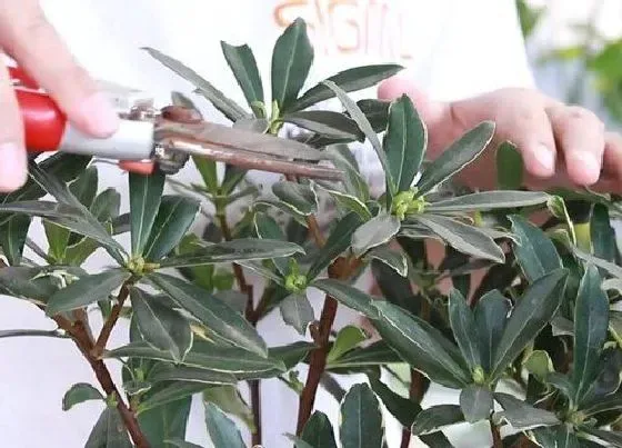 植物修剪|瑞香怎么修剪方法