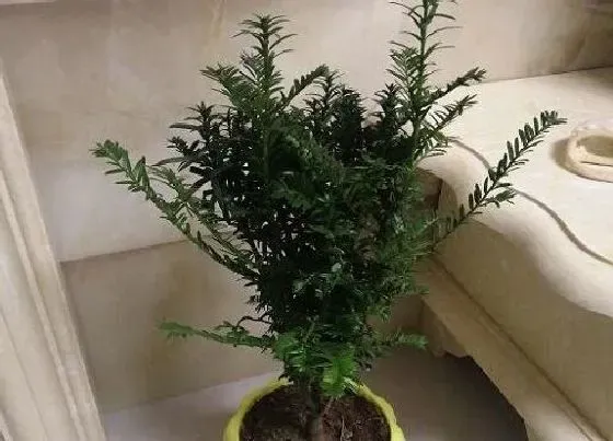 植物百科|红豆杉耐阴吗