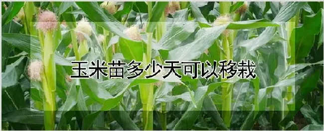 玉米苗多少天可以移栽 | 耕种资料