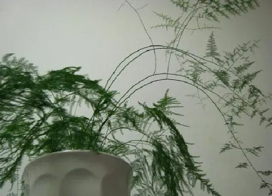 植物修剪|文竹怎么修剪方法