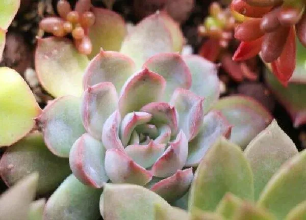 植物扦插|猎户座可以叶插吗