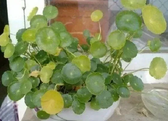植物施肥|铜钱草喜肥吗 喜欢施什么肥料