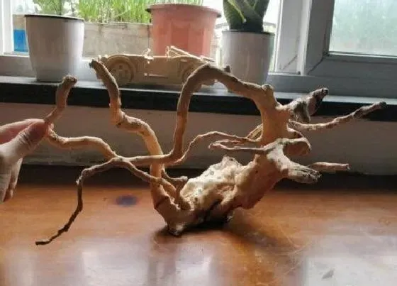 根部|杜鹃花的根是什么样子的