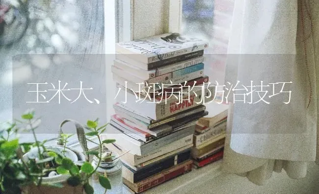 玉米大、小斑病的防治技巧 | 粮油作物种植