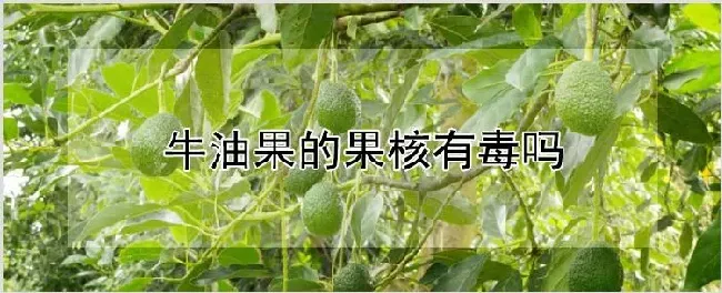 牛油果的果核有毒吗 | 种植资料