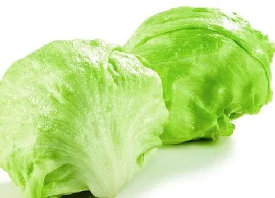 食用科普|球生菜可以生吃吗 生吃怎么处理