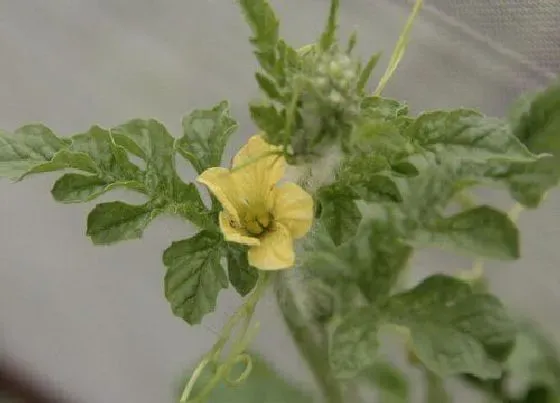 植物百科|西瓜是单性花吗