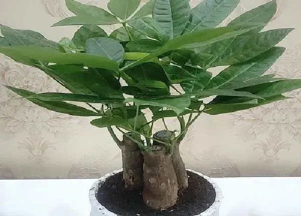 植物浇水|发财树多少天浇一次水