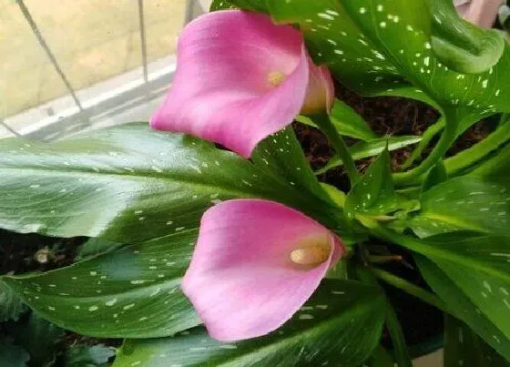 植物寓意|马莲花的寓意和象征风水