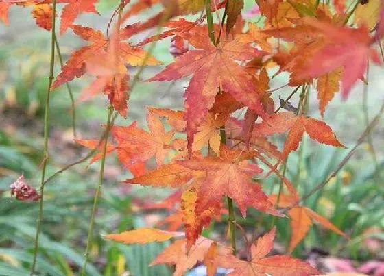 植物百科|枫树和槭树有什么区别图片（枫树和槭树的叶子有什么不同）