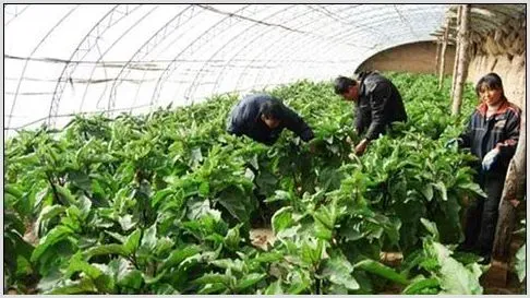 冬季大棚蔬菜的浇水要点及注意事项 | 种植资料