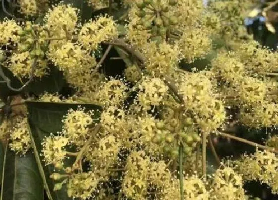 植物百科|鸭脚木会开花吗  一般什么时候开花