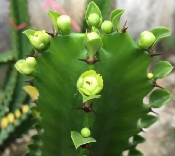 不开花|我家养的龙骨不开花是怎么回事（龙骨花不开花是什么原因）