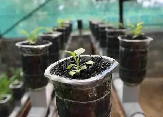 植物百科|绿萝什么人不能养