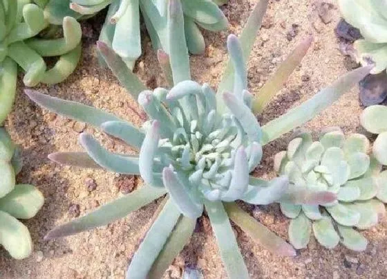 植物百科|仙女杯什么时候休眠