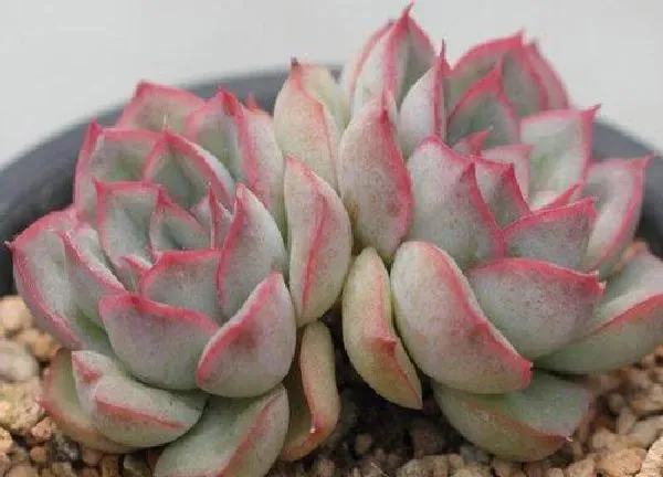 植物扦插|猎户座可以叶插吗