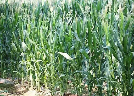 植物施肥|玉米施什么肥最好