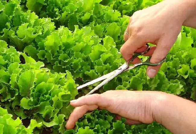 种植管理|结球生菜栽培技术及管理方法，结球生菜生长周期多少天）