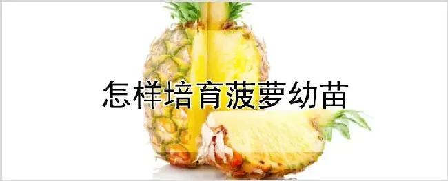怎样培育菠萝幼苗 | 种植技术