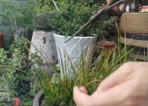 植物修剪|菖蒲怎么修剪方法