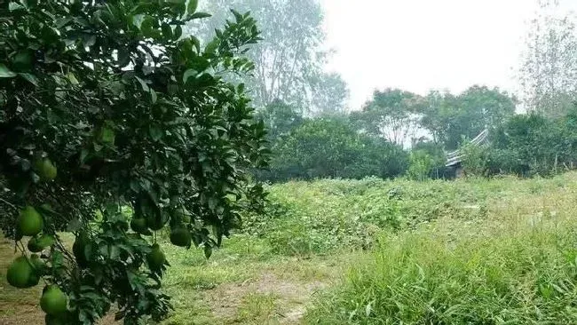 种植管理|柚子树掉果严重怎么办，柚子树结果后容易掉怎样防治）