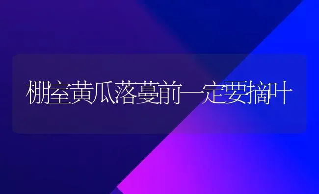 棚室黄瓜落蔓前一定要摘叶 | 蔬菜种植