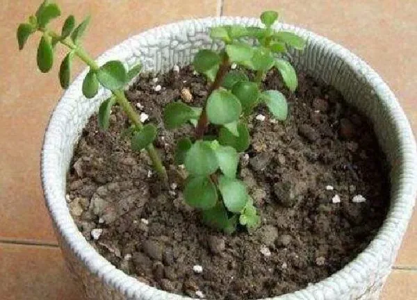 植物扦插|金枝玉叶可以扦插吗