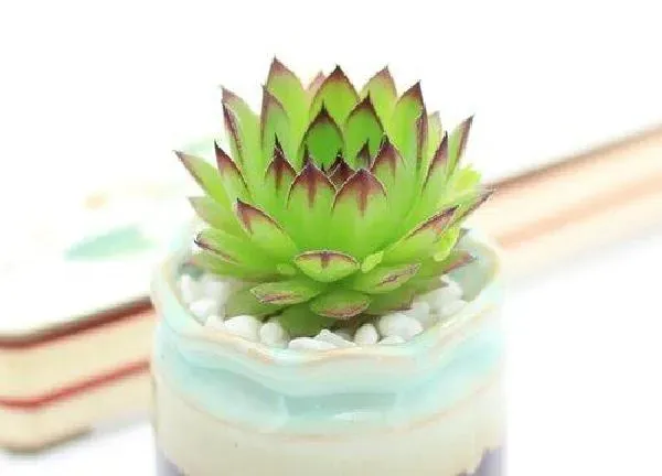 植物浇水|观音莲怎么浇水方法
