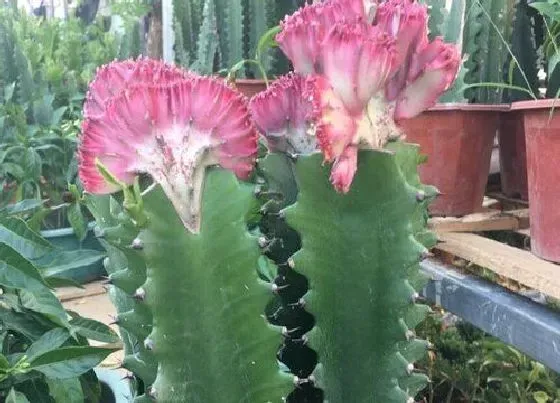 不开花|我家养的龙骨不开花是怎么回事（龙骨花不开花是什么原因）