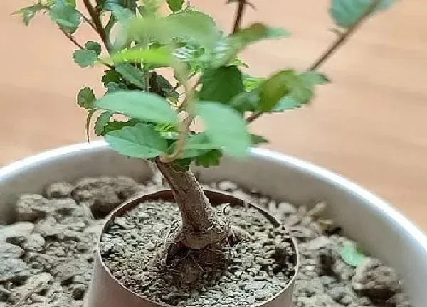植物移栽|榆树换盆最佳时间 什么时候移栽换盆最好（春季）