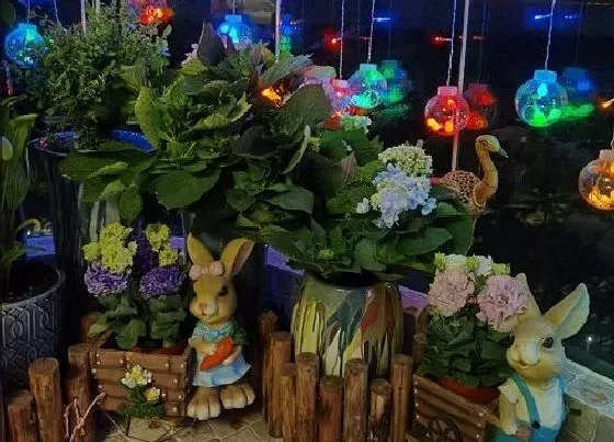 开花时间|中华桔梗一年开几次花 花期是什么时候