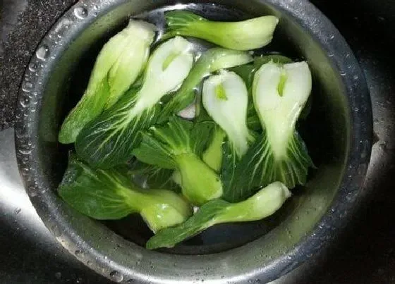 食用科普|青菜可以生吃吗