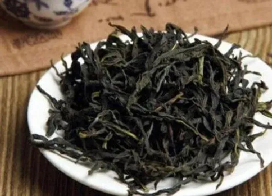 食用常识|单枞茶属于什么茶类型 单枞茶属于红茶还是绿茶