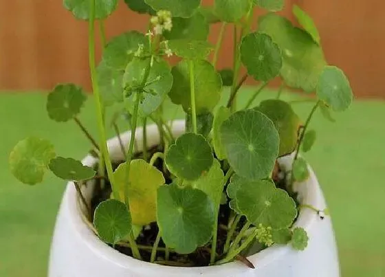 植物施肥|铜钱草喜肥吗 喜欢施什么肥料